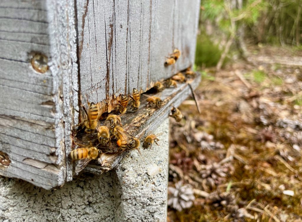Entrée d'une ruchette, une abeille à les pattes chargés de pollen