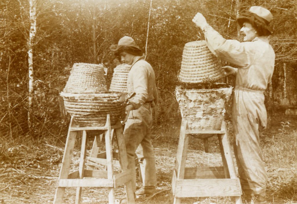 Fabrication d'essaim en 1926